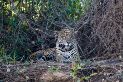 11Pantanal2025
