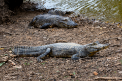 16Pantanal2025