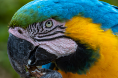 1Pantanal2025